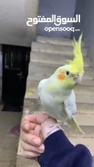  12 كوكتيل لاتينو مع قفصه للبيع