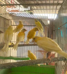  2 سعرر حرقق مخاليف كنار الحبة ع 6((((((نهايتهم))))))