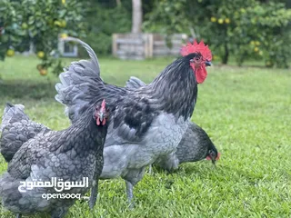  24 صوص لوهمان براون الالماني Lohman Brown  السلالة الاصلية