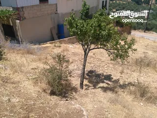  1 ارض للبيع في عجلون (صخرة)