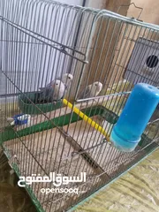  1 جوزين روز تحتهم فراخ و بيض اقرئ الوصف