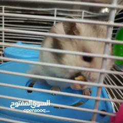 2 هامستر للبيع مع قفص والعاب وبيت وعجله ومشربيه مي