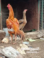  12 متاح بيض باكستاني خط اول..
