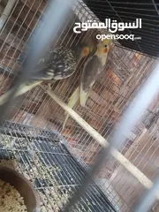 5 كوكتيل للبيع