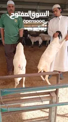  4 قصاب تحت الطلب