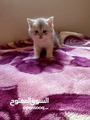  2 ماشاء الله تبارك الله كتنز سكوتش ستريت للبيع،،،،،،،،،،،،،،،،،..................