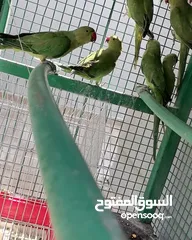  2 متوات خضران العمر مناسب للتدريب وللتحدث