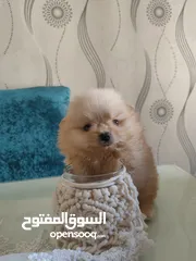  11 كلب بوميرينيان tea cup