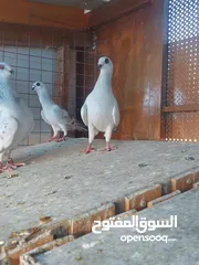  13 متاح جواز وفردات