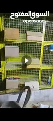  5 قنون حمام .