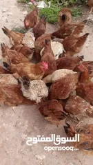  1 دجاج كروازي مليح للبيع