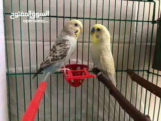  7 جوزين طيور حب مع قفص قابل لا التقسيم و كوخين