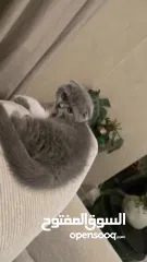  9 Scottish fold female kitten  3 month old