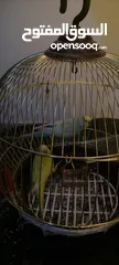  3 عصافير حب  رائعين بألوان رائعه