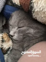  4 قط برطاني قصير الشعر للبيع