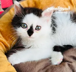  2 قط للبيع فقط اي قط. 1200