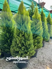  11 كافة أصناف اشجار الزينه