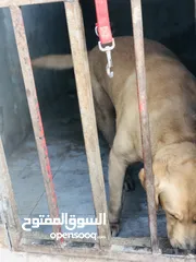  1 برادور للبيع رَبّـჂ̤ يبارك