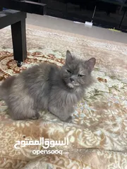  5 Persian cat