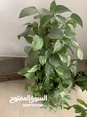  1 Money Plant
