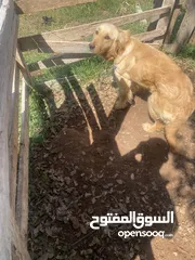  1 كلبه قولدن عمر سنه