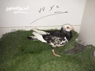  21 حمام كش للبيع كوم