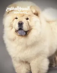  1 كلب تشاوتشاو للبيع