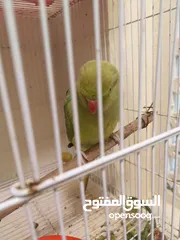  2 parrots for sale