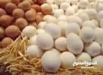  1 متوفر بيض بلدي مخصب كميات