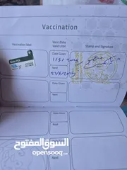  4 قط سكوتس عمر 3 اشهر للبيع
