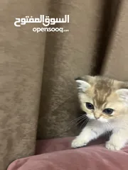  4 قطط سكوتش اهالي مسجله