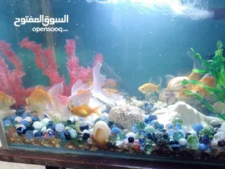  1 سمك جولد فش