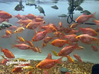 8 تم وصول تشكيلة اسماك زينه