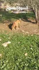  7 كلب بيت بول ذكر للبيع يوجد انثه  مطيعه ....... كلب ذكر روت ويلر
