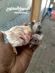  1 cockatiel chicks
