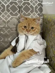  2 قط شيرازي للبيع