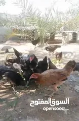  10 بيع دجاج عرب اصلي