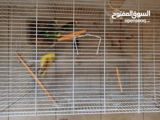  11 5 birds in total 4 budgies and 1 Austrian bird with a cage, nest and all the accessories