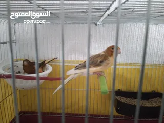  2 للبيع جوز شغالات مع فرخين عمر الفراخ 10 ايام مع قفص اربع معالف وقفص ثلاث معالف الجوز ما شاء الله