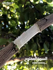  4 هرمون تجذير اورجانك بريطاني