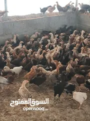  3 دواجن عمانيه مكس ذكور واناث