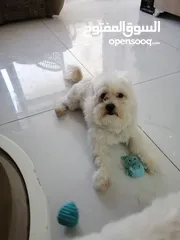  4 ذكر وانثى  فرنش تيرير عمر شهرين الأنثى والذكر سنتين puppy 2-months - French Terrier female & boy