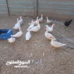  2 طقم بط فرنسي أبيض