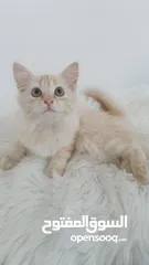  2 قطه شيرازي للبيع عمر 3 شهور