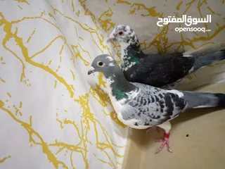  24 زاجل سباق أجواز منتجة وطبات جاهزة أبطال الابطالTob طيور نخبة تصليح وفوز من هواه أبطال المملكة للزاجل