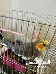 5 ببغاء كوكتيل اليف مدرب عند افضل مدربين ببغاء  صلاه النبي لعوب