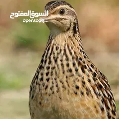  7 سمان الصقر بمنياالقمح