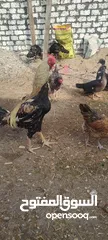  7 فراخ هندي رقد