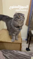  6 Scottish Fold + Himalayan