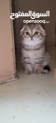  2 قطط سكوتش فولد Scottish fold kittens